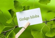 Ginkgo biloba - một thảo dược quý được phát hiện từ xa xưa trên trái đất và hiện nay được trồng nhiều nơi trên thế giới. Chúng ta cùng tìm hiểu về những công...